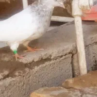 کله ابر خشگل