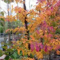 درخت آهن یا انجیلی