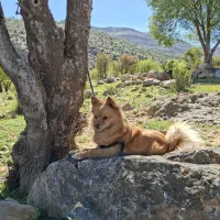 سگ پامرروباهی اصیل