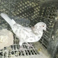 کفتر پرشی|پرنده|شازند, |دیوار