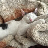 واگذاری رایگان