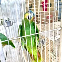 جفت طوطی امازون مولد ( کاسکو سبز )|پرنده|رشت, یخسازی|دیوار