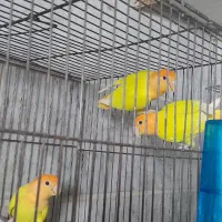 برزیلی زرد سر نارنجی ماده معاوضه بانر مشابه