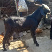 بزقاله نر|حیوانات مزرعه|انبارآلوم, |دیوار