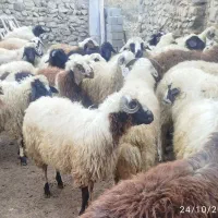 گوسفند