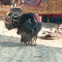 بوقلمون نر|حیوانات مزرعه|کرمان, |دیوار