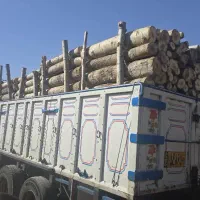 خرید انواع چوب درختان باغی و جنگلی|خدمات باغبانی و درختکاری|صفادشت, |دیوار