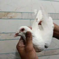 فروشی|پرنده|کوهبنان, |دیوار