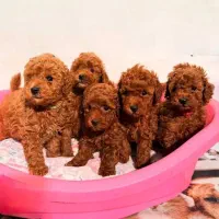 تاینی پودل توی پودل عروسکی /// Poodle toy