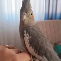 پرنده|پرنده|زیرآب, |دیوار