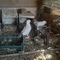 جفت دمزرد