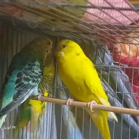 پرنده|پرنده|زنجان, |دیوار