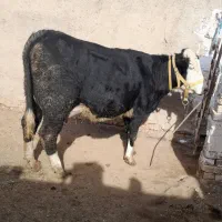 گاو شیری|حیوانات مزرعه|اسفرورین, |دیوار