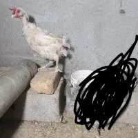 مرغ خانگی وخروش جوان ۴۰تاج