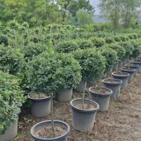 گل پیرکانتا|گل و گیاه طبیعی|تهران, شهرک استقلال|دیوار