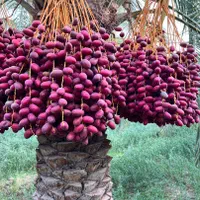 فروش ۵۰ هکتار نخلستان|فروش دفتر صنعتی، کشاورزی، تجاری|تهران, پاسداران|دیوار