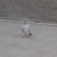 دوعدد نر فروشی|پرنده|چابهار, |دیوار