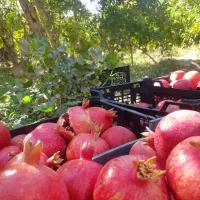 انار آبدار و خوشمزه|خوردنی و آشامیدنی|حمیدیا, |دیوار