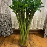 گل بامبو لوتوس ابی|گل و گیاه طبیعی|شیراز, شهرک گلستان|دیوار