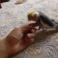 گمشده|حیوانات|بروجرد, |دیوار