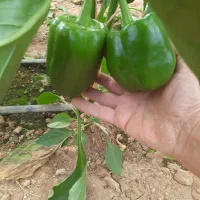 استخدام نیروی کار در گلخانه خانواده با اسکان دائم|استخدام صنعتی، فنی، مهندسی|همدان, |دیوار
