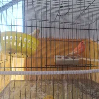 قناری نر و ماده قناری نر مست