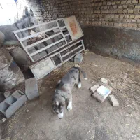 حیوانات|سگ|مشهد, میان ولایت|دیوار