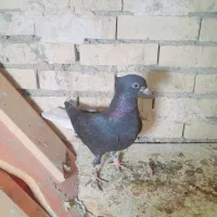 جفت دم سفید|پرنده|رامشیر, |دیوار