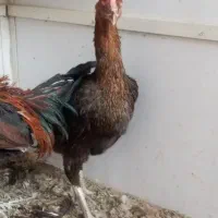 مرغ و خروس لاری|حیوانات مزرعه|ری, علایین|دیوار