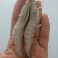 میگو مناسب قلاب وطعمه ومصرف خانه