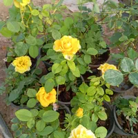 گل رز هلندی ساناز نسترن یاس محمدی شمشاد به لیمو|گل و گیاه طبیعی|ورامین, ورامین|دیوار