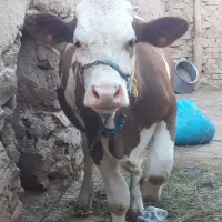 گوساله گوشتی ماده سیمنتال