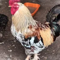 خروس هزار تاج نسل دار