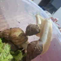 حلزون اچاتینو والبینو هر سانت 10 هزار