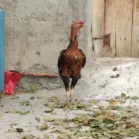 خروس لاری|حیوانات مزرعه|مهربان, |دیوار