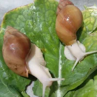 حللزون پیش مولد|خزنده|افزر, |دیوار