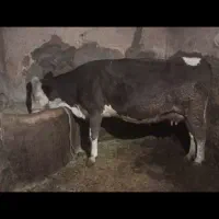 گاو سمینتال|حیوانات مزرعه|دهگلان, |دیوار