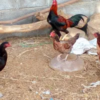 مرغ و خروس اصیل نژاد دار|حیوانات مزرعه|بمانی, |دیوار