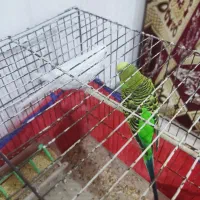 مرغ عشق با قفس  عروس هلندی کفتر مینا قناری جوجه|پرنده|اهواز, کوی علوی|دیوار