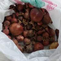 انار خشک تزیینی