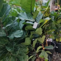 باغبانی سمپاشی هرس درختان کاشت گیاهان آپارتمانی