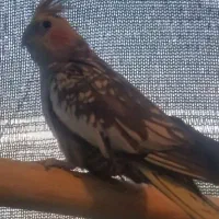 عروس هلندی. کتوله. فنچ