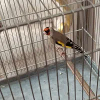 سهره کردستان