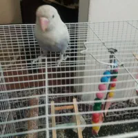 کوتوله برزیلی ماده