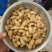 بادام تلخ و شیرین پوست کاغذی|خوردنی و آشامیدنی|شیراز, انجیر|دیوار