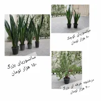 گلهای طبیعی|گل و گیاه طبیعی|بابل, |دیوار