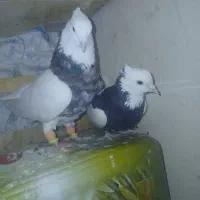 کبوتر طوقی عطیقه|پرنده|فارسان, |دیوار