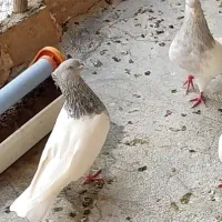 دوتا ماده کله ای|پرنده|قم, شهرک فاطمیه|دیوار