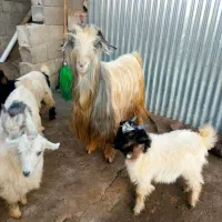 یه عدد پازن