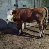 جهت خرید انواع گوساله پرواری داشتی|حیوانات مزرعه|تهران, بوستان ولایت|دیوار